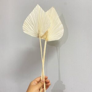 White Palm – Tropical Veil