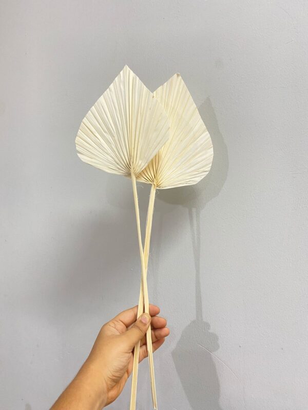 White Palm – Tropical Veil