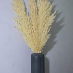 Pampas Grass (White) – Cloud Plume