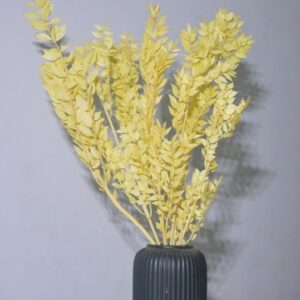 Ruscus – Feather Fern