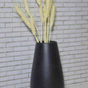 Wheat Grass – Golden Fields