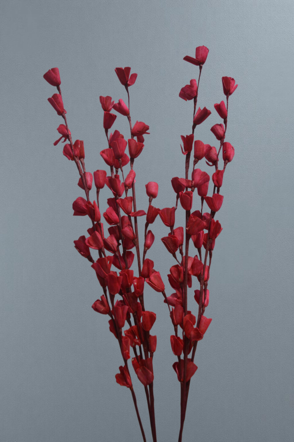 Sola Lily Sticks
