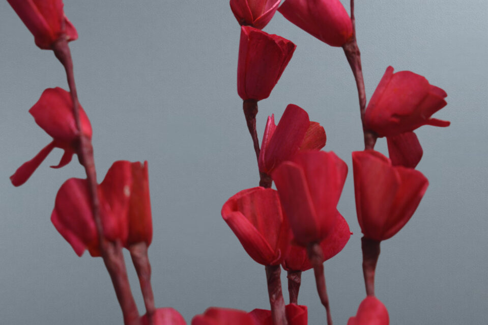 Sola Lily Sticks - Image 2
