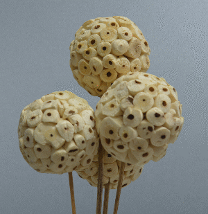 Sola Atta Balls – Pack of 4 Stems