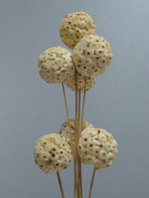 Sola Atta Balls – Pack of 4 Stems