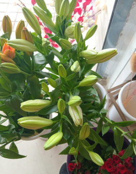 Assorted Asiatic Lilies – Pack of 4 Fresh Stems