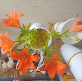 Assorted Asiatic Lilies – Pack of 4 Fresh Stems