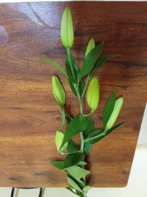 Oriental Lily Buds – Pack of  2 Premium Stems